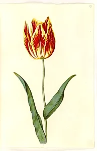 Tulipa gesneriana (have-tulipan) by Hans Simon Holtzbecker