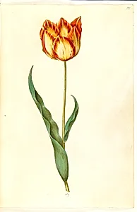 Tulipa gesneriana (have-tulipan) by Hans Simon Holtzbecker