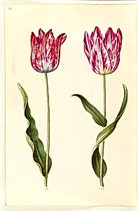 Tulipa gesneriana (have-tulipan) by Hans Simon Holtzbecker