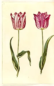 Tulipa gesneriana (have-tulipan) by Hans Simon Holtzbecker