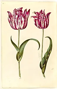 Tulipa gesneriana (have-tulipan) by Hans Simon Holtzbecker
