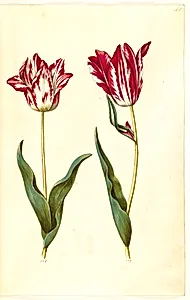 Tulipa gesneriana (have-tulipan) by Hans Simon Holtzbecker
