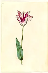 Tulipa gesneriana (have-tulipan) by Hans Simon Holtzbecker