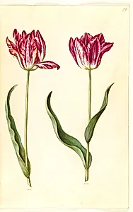 Tulipa gesneriana (have-tulipan) by Hans Simon Holtzbecker