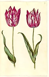 Tulipa gesneriana (have-tulipan) by Hans Simon Holtzbecker