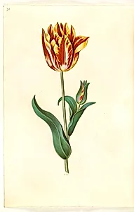 Tulipa gesneriana (have-tulipan) by Hans Simon Holtzbecker
