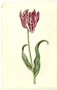 Tulipa gesneriana (have-tulipan) by Hans Simon Holtzbecker