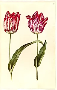 Tulipa gesneriana (have-tulipan) by Hans Simon Holtzbecker