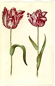 Tulipa gesneriana (have-tulipan) by Hans Simon Holtzbecker