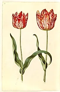 Tulipa gesneriana (have-tulipan) by Hans Simon Holtzbecker