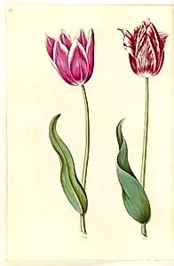Tulipa gesneriana (have-tulipan) by Hans Simon Holtzbecker