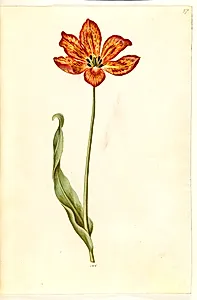 Tulipa gesneriana (have-tulipan) by Hans Simon Holtzbecker