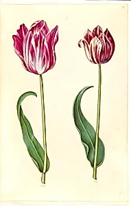 Tulipa gesneriana (have-tulipan) by Hans Simon Holtzbecker