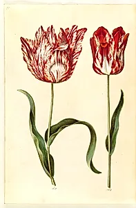 Tulipa gesneriana (have-tulipan) by Hans Simon Holtzbecker