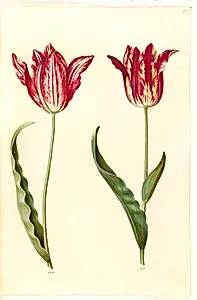 Tulipa gesneriana (have-tulipan) by Hans Simon Holtzbecker