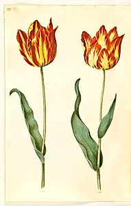 Tulipa gesneriana (have-tulipan) by Hans Simon Holtzbecker