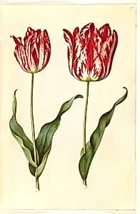 Tulipa gesneriana (have-tulipan) by Hans Simon Holtzbecker