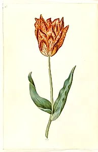 Tulipa gesneriana (have-tulipan) by Hans Simon Holtzbecker