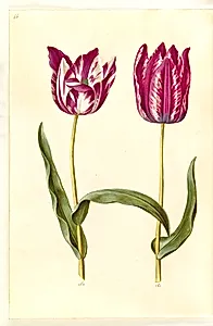 Tulipa gesneriana (have-tulipan) by Hans Simon Holtzbecker