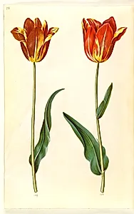 Tulipa gesneriana (have-tulipan) by Hans Simon Holtzbecker