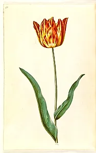 Tulipa gesneriana (have-tulipan) by Hans Simon Holtzbecker