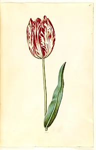 Tulipa gesneriana (have-tulipan) by Hans Simon Holtzbecker