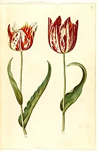 Tulipa gesneriana (have-tulipan) by Hans Simon Holtzbecker