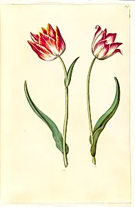 Tulipa gesneriana (have-tulipan) by Hans Simon Holtzbecker