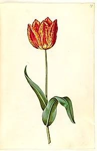 Tulipa gesneriana (have-tulipan) by Hans Simon Holtzbecker