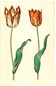Tulipa gesneriana (have-tulipan) by Hans Simon Holtzbecker