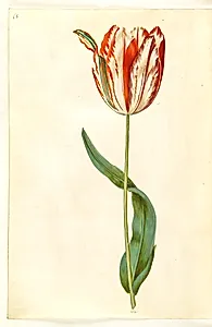 Tulipa gesneriana (have-tulipan) by Hans Simon Holtzbecker