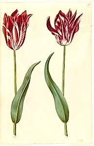 Tulipa gesneriana (have-tulipan) by Hans Simon Holtzbecker