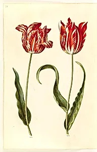 Tulipa gesneriana (have-tulipan) by Hans Simon Holtzbecker