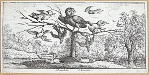 Uglen (Monedula) by Albert Flamen