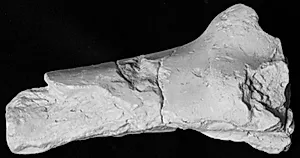 Venstre hånd i to sammenhængende dele med ansats til underarm, fragment. Fra kvinde (?) statue by Ubekendt