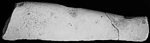 Venstre spielbein, fragment by Ubekendt
