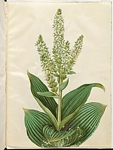 Veratrum album (hvid foldblad) by Hans Simon Holtzbecker