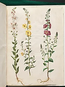 Verbascum blattaria (klase-kongelys); Verbascum phoeniceum (purpur-kongelys) by Hans Simon Holtzbecker