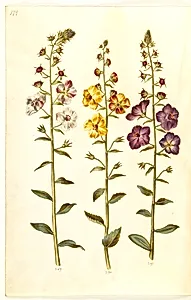 Verbascum blattaria (klase-kongelys); Verbascum phoeniceum (purpur-kongelys) by Hans Simon Holtzbecker