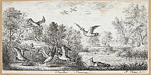 Viben (Vanellus) by Albert Flamen