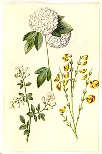 Viburnum opulus (almindelig snebolle); Jasminum officinale (læge-jasmin); Cytisus scoparius (almindelig gyvel) by Hans Simon Holtzbecker
