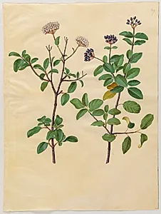 Viburnum tinus (vinter-snebolle) by Hans Simon Holtzbecker