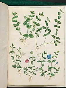 Vinca minor (liden singrøn) by Hans Simon Holtzbecker