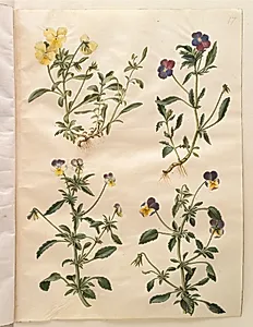 Viola cornuta (horn-viol); Viola tricolor (almindelig stedmoderblomst) by Hans Simon Holtzbecker