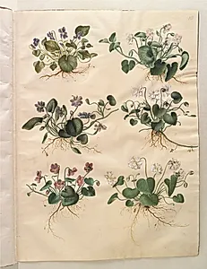 Viola odorata (marts-viol) by Hans Simon Holtzbecker