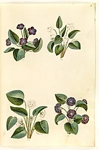 Viola odorata (marts-viol) by Hans Simon Holtzbecker
