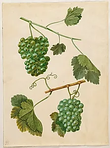 Vitis vinifera (almindelig vin) by Hans Simon Holtzbecker