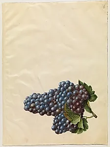Vitis vinifera (almindelig vin) by Hans Simon Holtzbecker