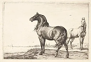Vrinskende hest by Paulus Potter