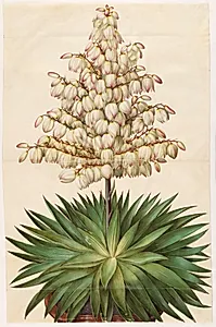 Yucca gloriosa (pragt-palmelilje) by Hans Simon Holtzbecker
